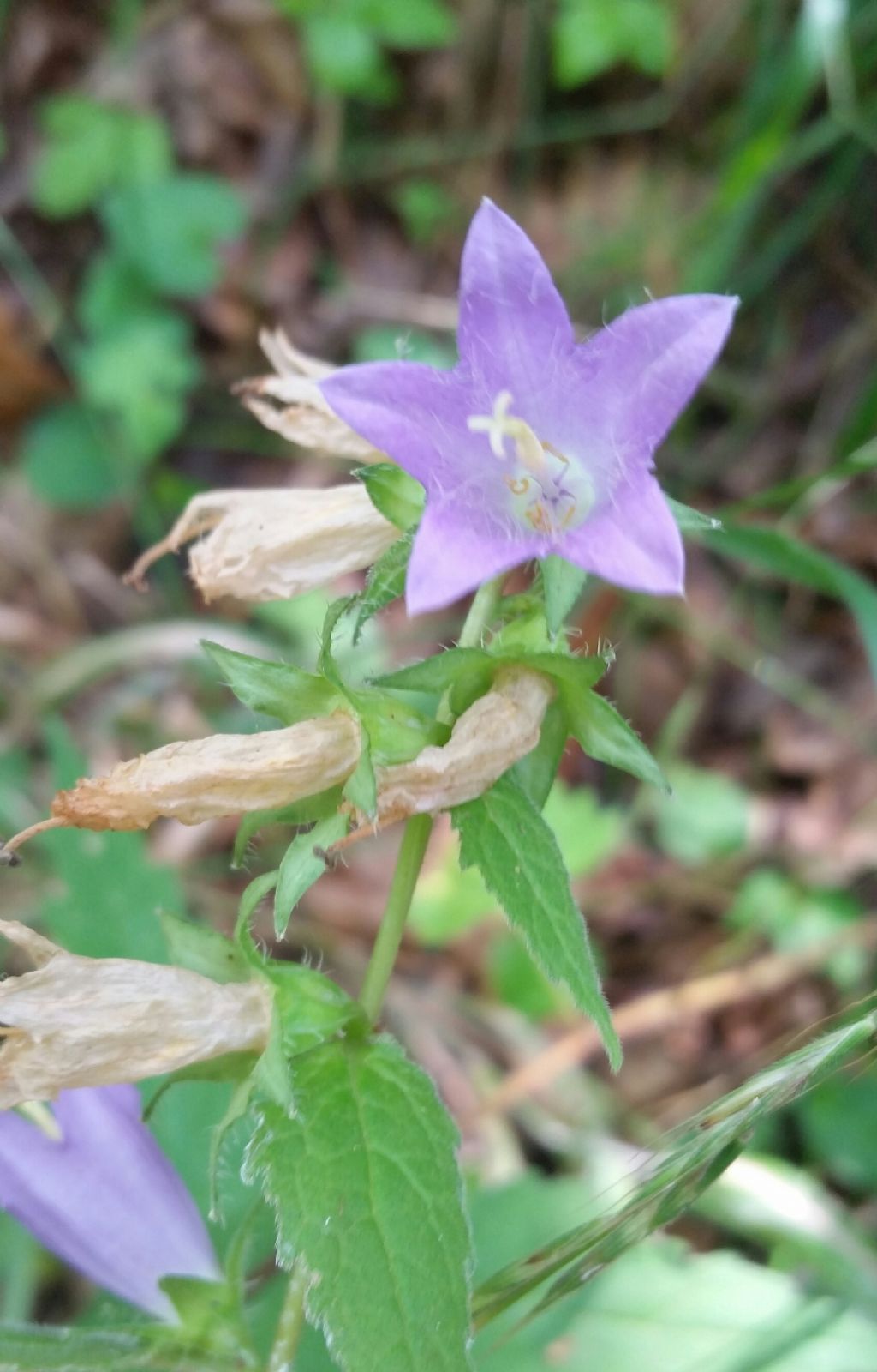 Campanula trachelium